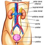 sistema-excretor